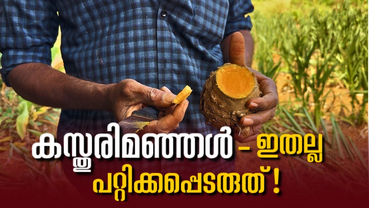 കസ്തൂരിമഞ്ഞൾ എന്ന് കരുതി നമ്മൾ വാങ്ങി ഉപയോഗിക്കുന്നത് ഇതാണ്!