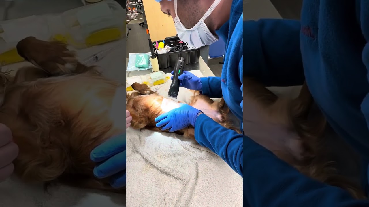 Skill 1. Part 1 of 2. Preparing a canine spay. Penn foster.