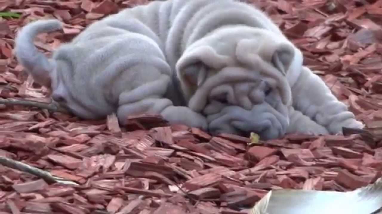 sharpei pups 5 weeks old playing
