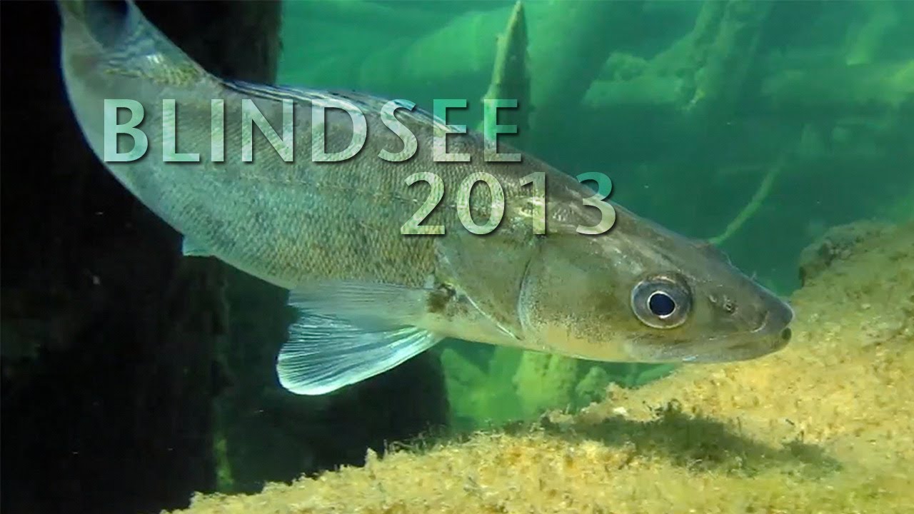 Tauchen im Blindsee 2013 - Tirol, &Ouml;sterreich - Zander, Schleie, Forelle - Sichtweite - Bergsee