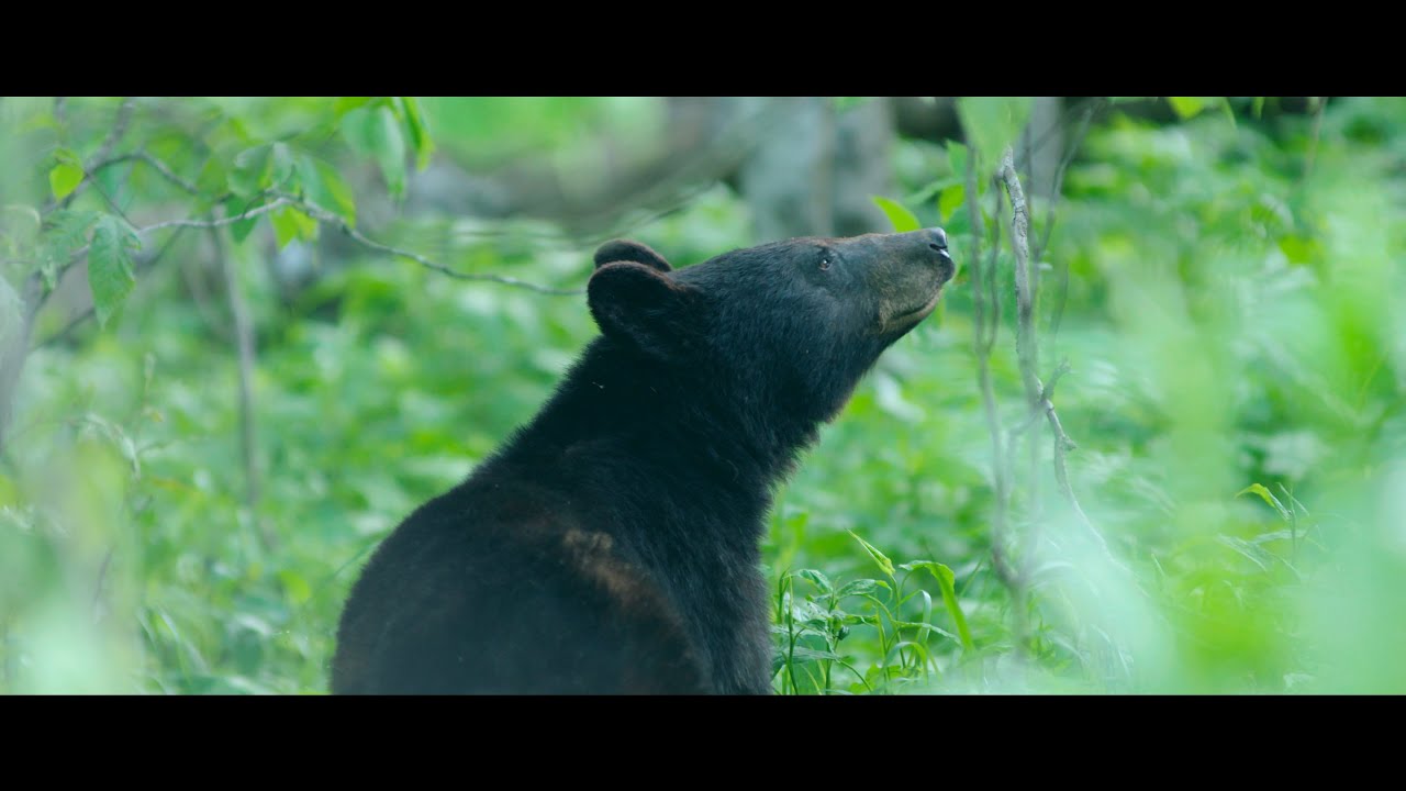 The Peaceful Side of the Smoky Mountains(4K)