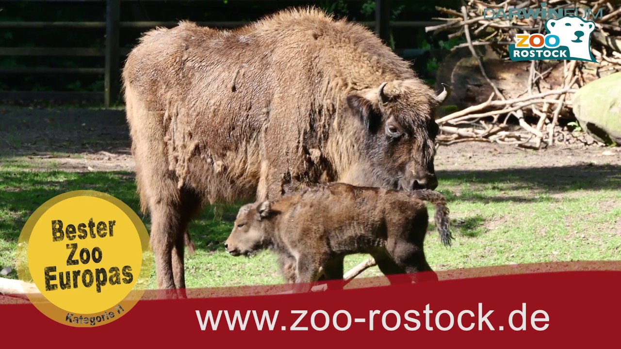 Zoo Rostock | Wisente