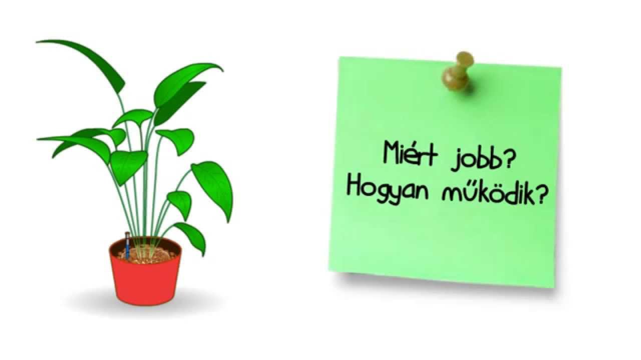 Hidrokultúrás növények - egészséges, elegáns, esztétikus!