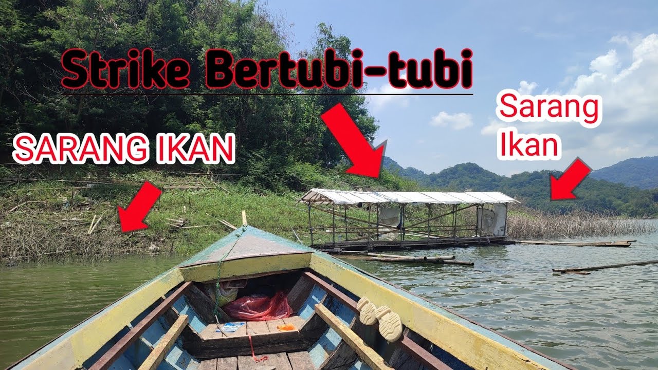 Nila purba Jatiluhur ikannya babon babon // mancing Jatiluhur terbaru🔥