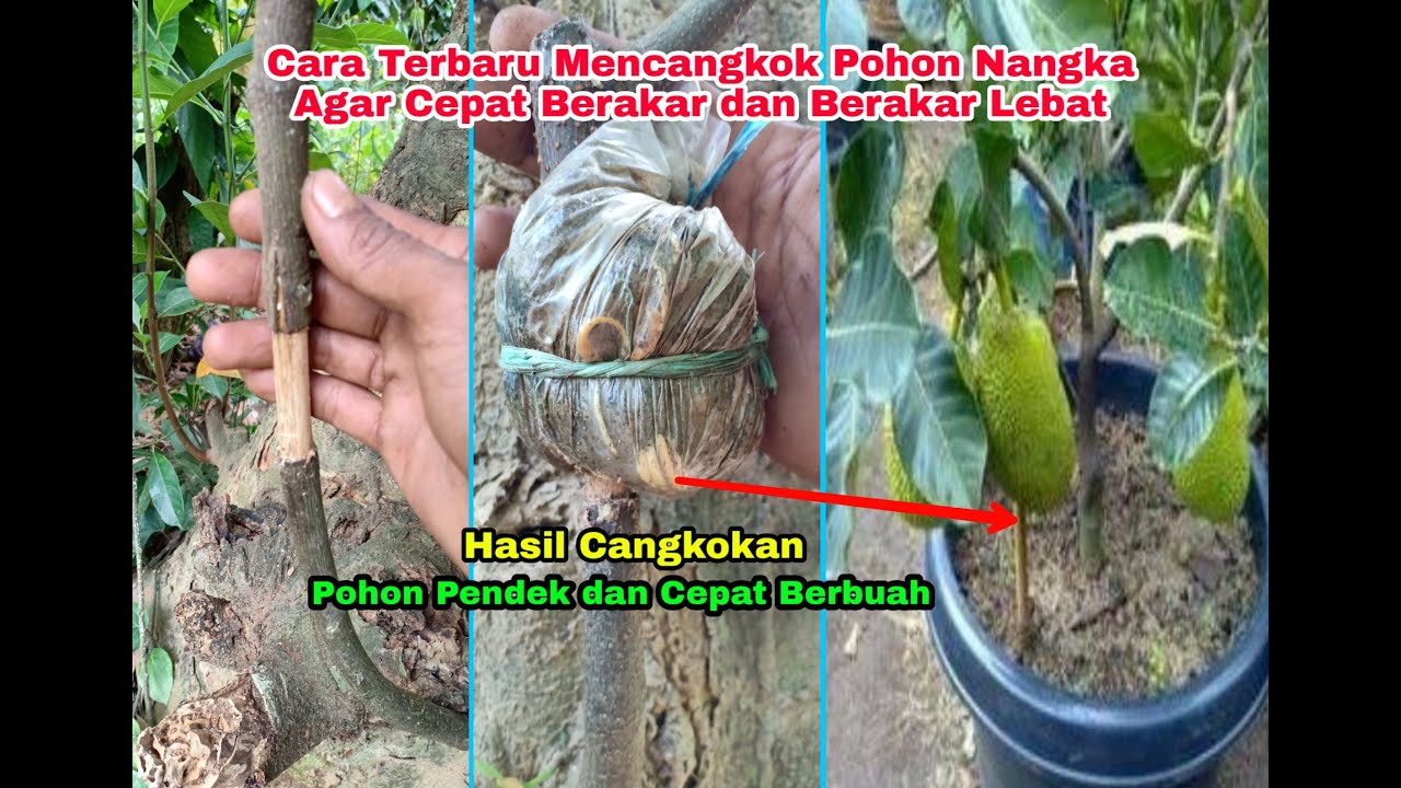 Cara Terbaru Mencangkok Pohon Nangka Agar Cepat Berakar dan Berakar Lebat