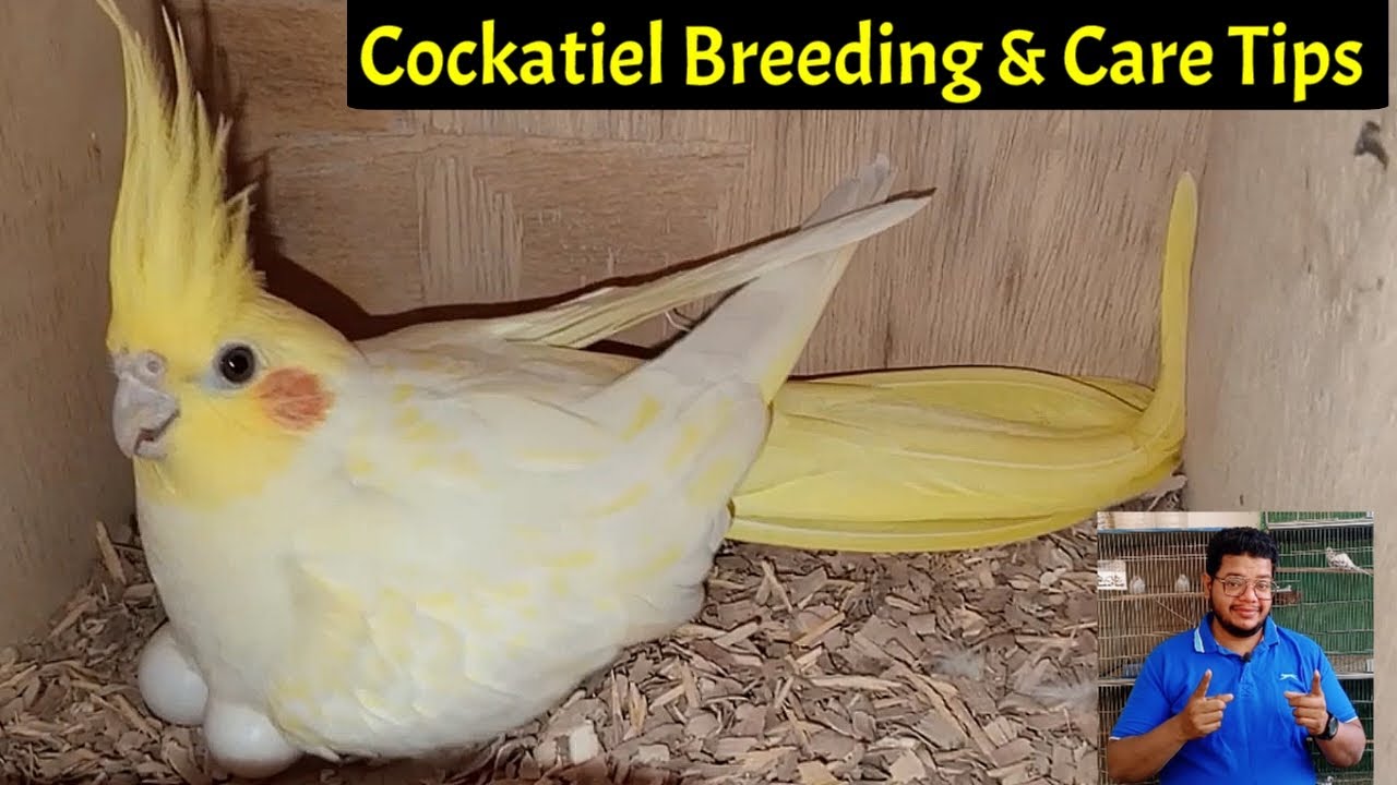 Cockatiel parrot Breeding & care tips | cocktail parrot | Cocktail bird | Parakeet