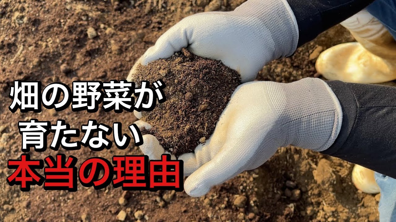 植えた苗が枯れたり直播して失敗する原因はカビです！改善すれば野菜が元気に育ち収穫量が増えます！23/9/14