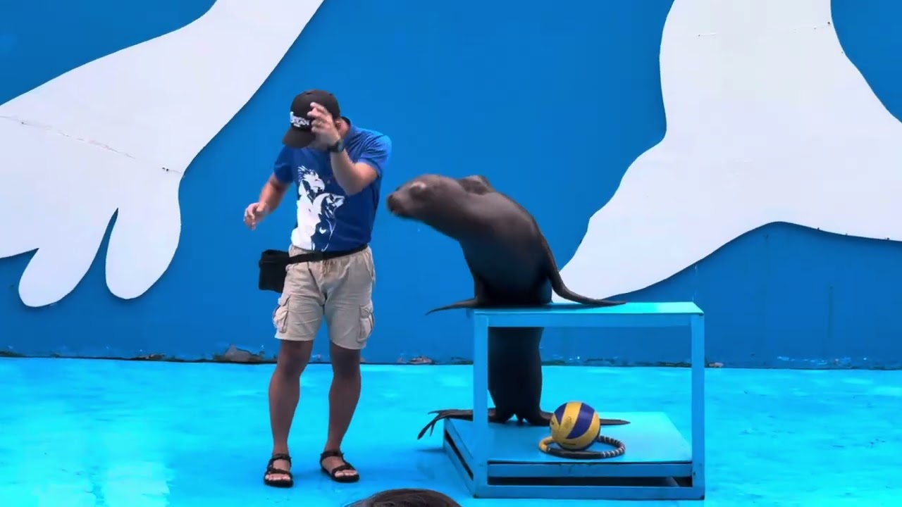 Ocean Park 2024 December 27th Sea Lion Show Nicu Enjoying the show