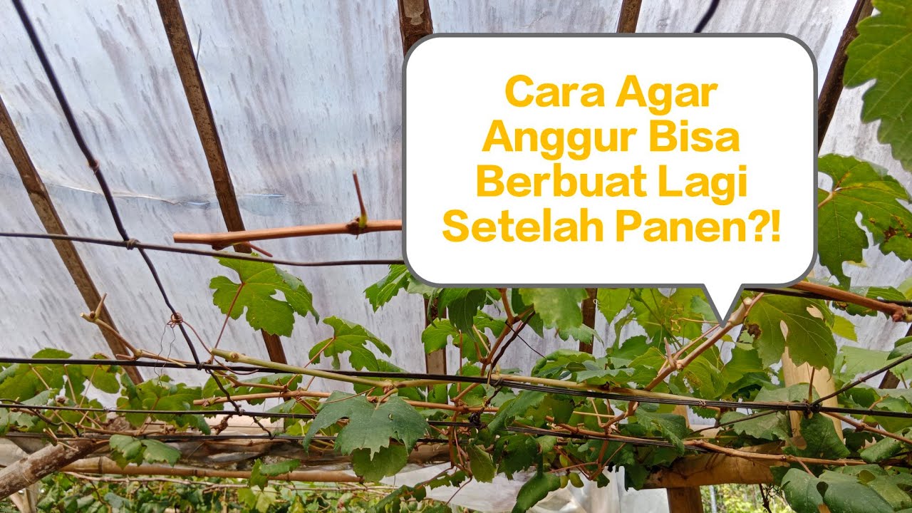 CARA MEMBUAHKAN ANGGUR⁉️ Membahas cara pembuahan kembali setelah pondasi pruning.