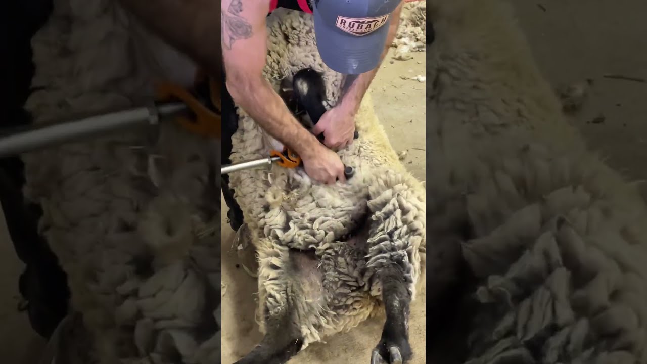 Satisfying shearing ASMR with Heiniger Icon FX