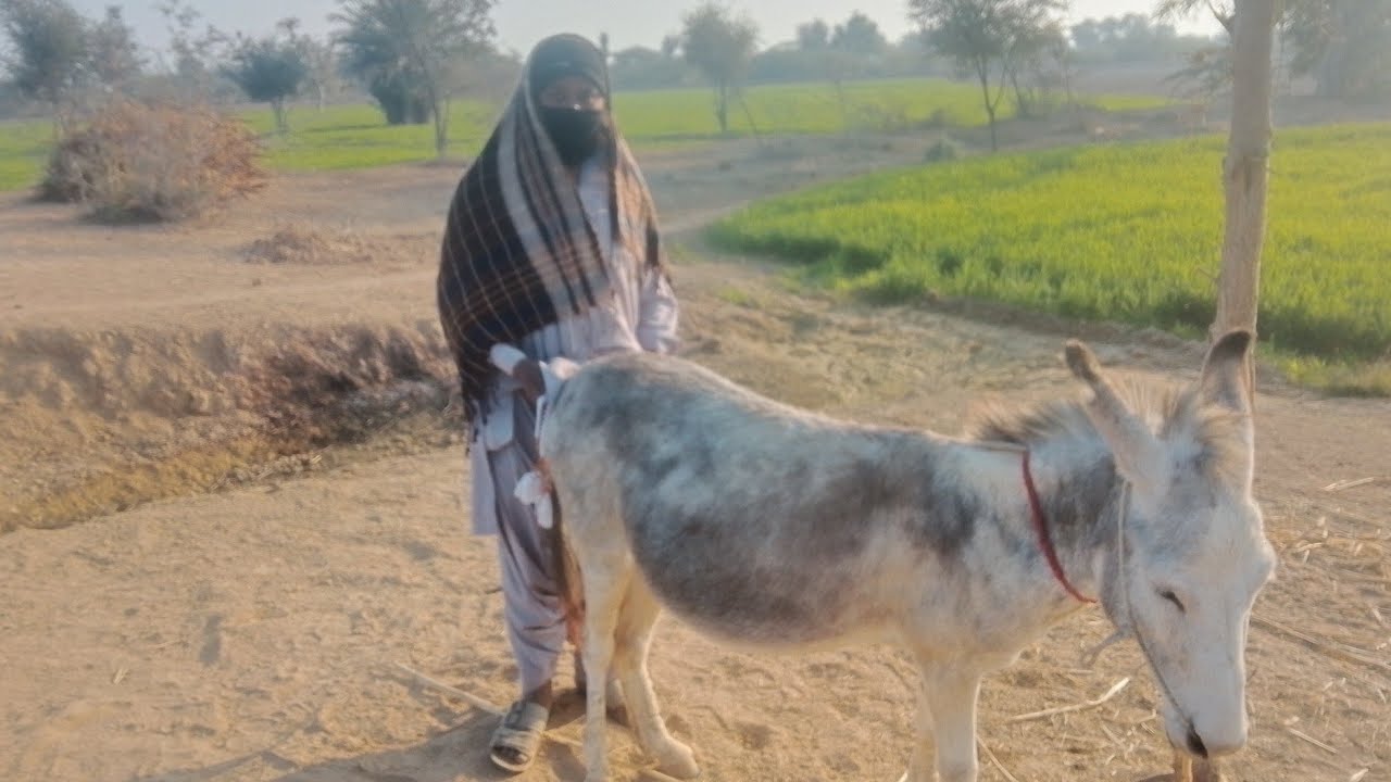 New funny 🤣🤣 donkey #usa #funny #animals #cutedonkeys #comedy #english #cute #love #donkeyfun