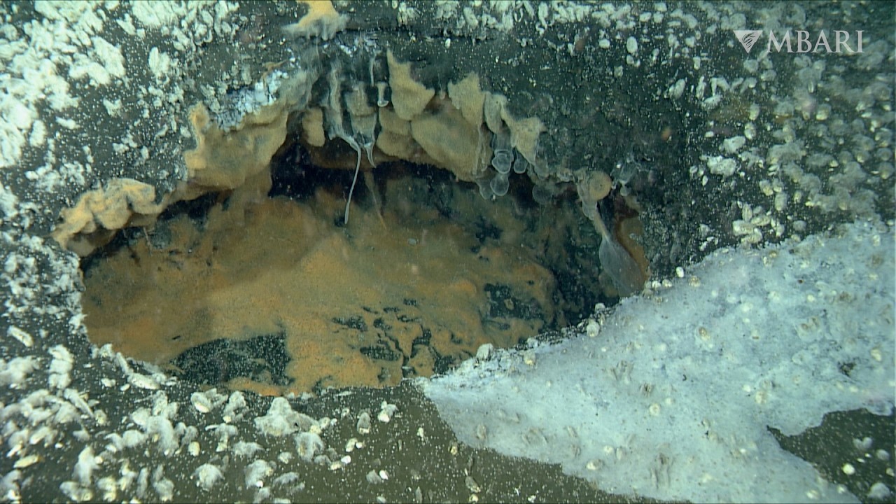 MBARI researchers are excited to find a dazzling diversity of colorful carpets of deep-sea bacteria