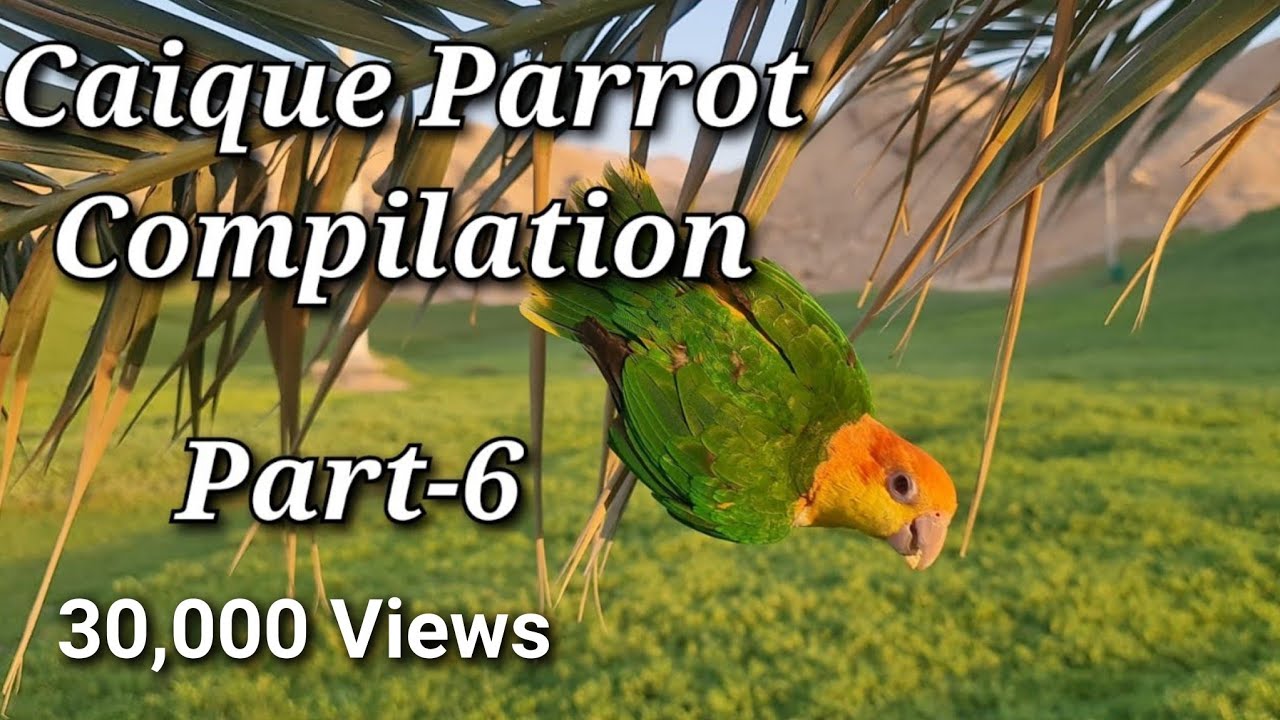 Caique Parrot Compilation Part-6 for Tips, Tricks and Funny Videos of Parrots | 