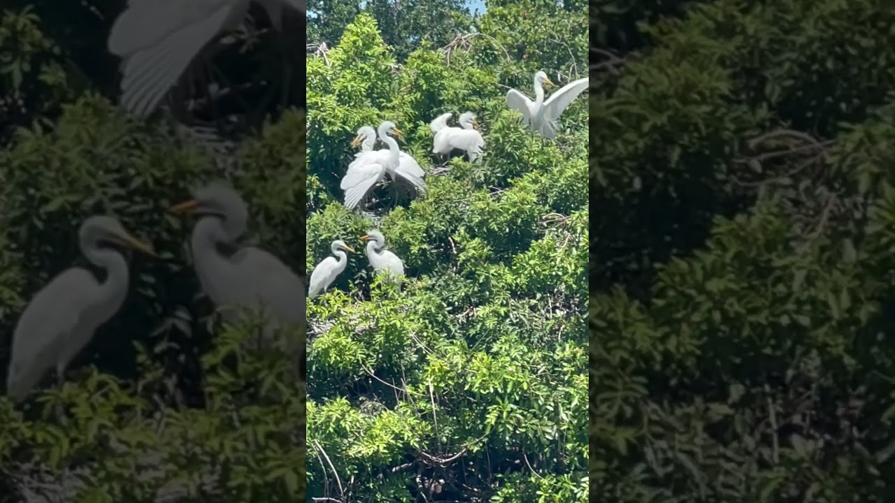 Gathering Of Great White Egrets at Venice Rookery #wildlife #florida #egret