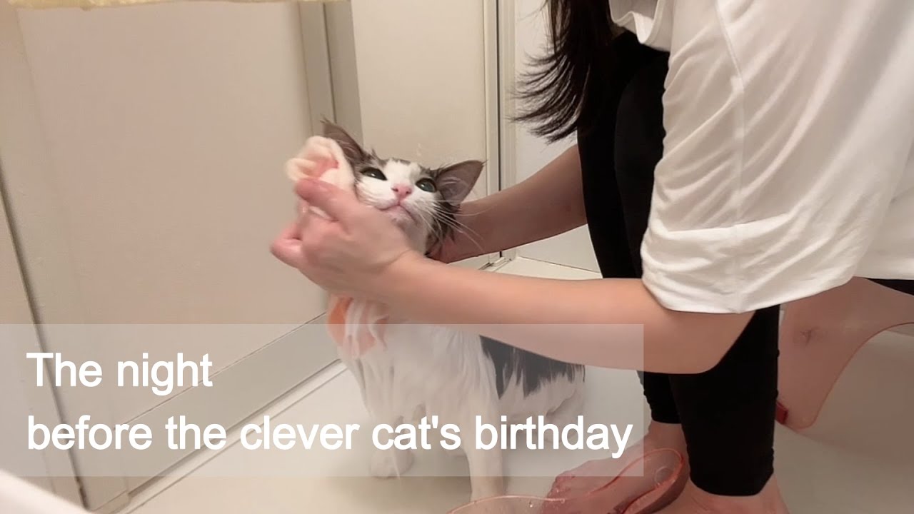 ノルウェージャンフォレストキャット｜お利口すぎるバスタイム｜#vol12