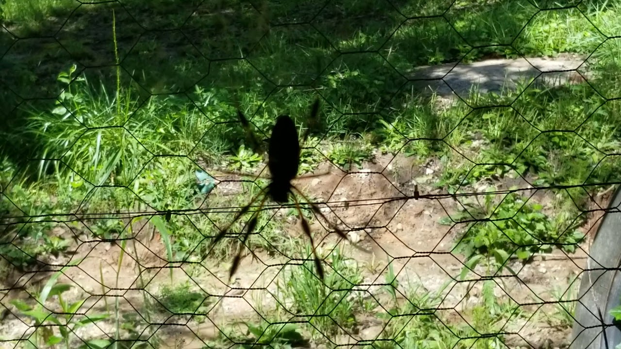 Another hu-mung-ous spider.