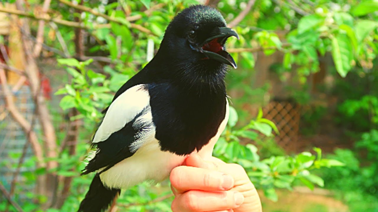 Pet magpie Talking Outside