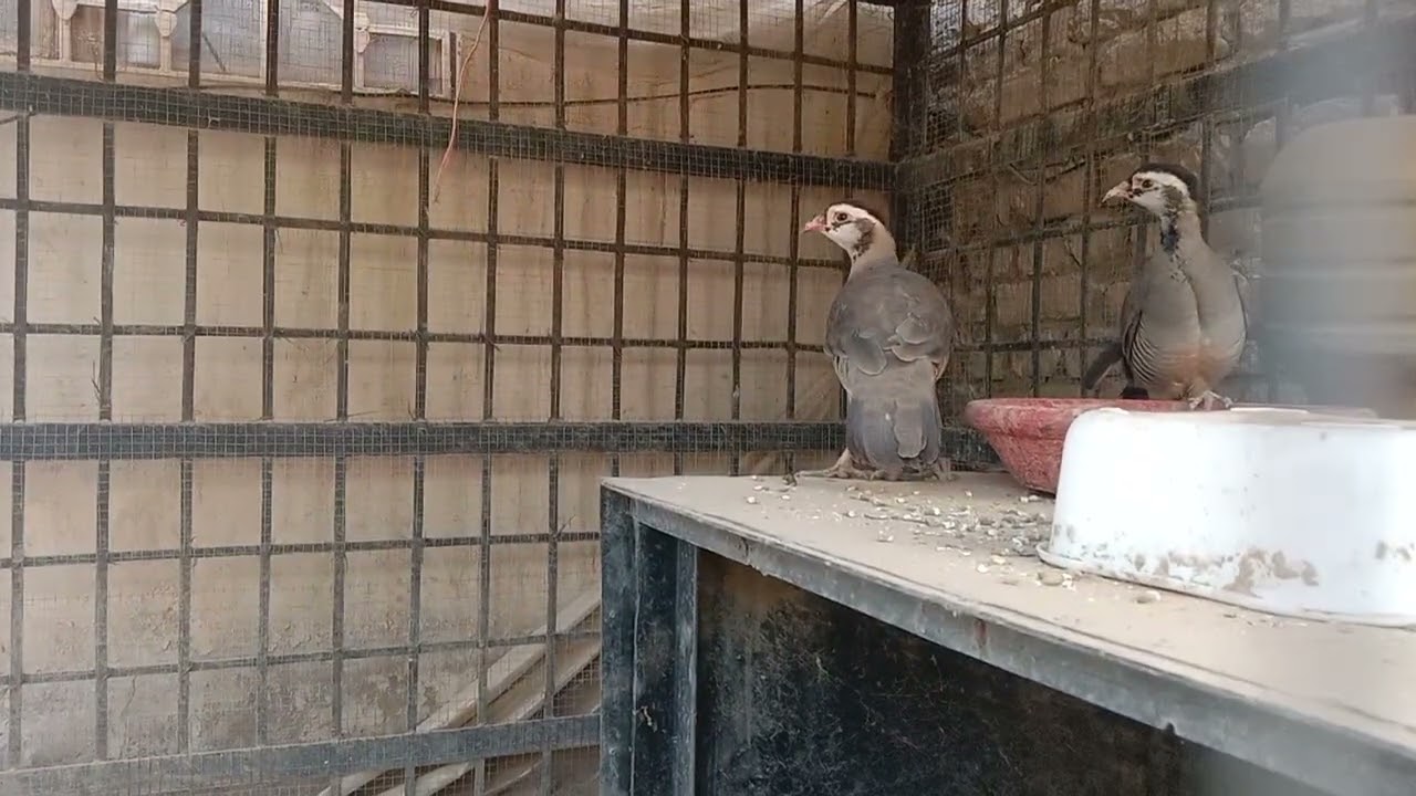 Arabian Partridge chiks/ maskati Chakor chiks/75 Chakor chiks/zark bachyan