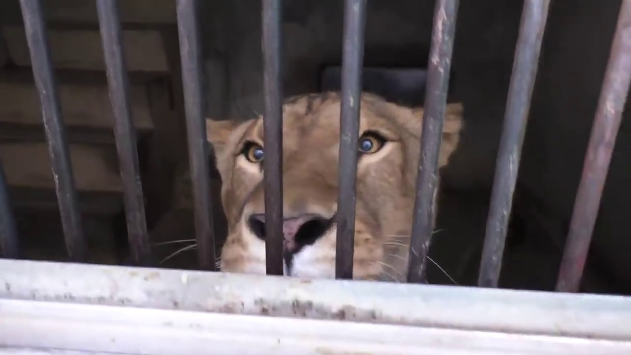 ライオンさんのお宅訪問　東武動物公園