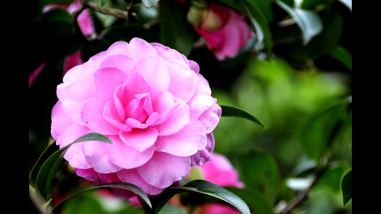 花~すべての人の心に花を〈唄：石川さゆり〉