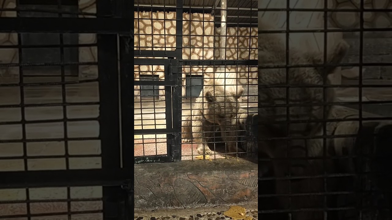 الدب البني في حديقة حيوانات الطائف 🐻 | Brown Bear eating bread instead of meat #zoo #taif #taifzoo