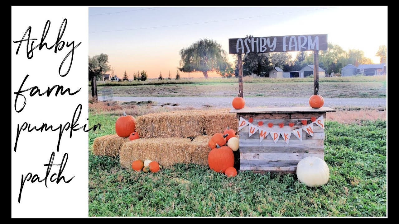 Ashby Farm Pumpkin Patch!  DIY Wooden Stand / 2021