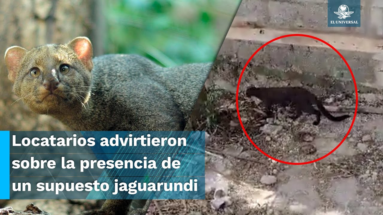 &iquest;Es un gato? Captan a un supuesto jaguarundi comiendo una gallina en Cholul, M&eacute;rida