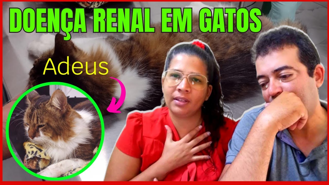 DOENÇAS RENAIS EM GATOS: ⚠️ ALERTA para todos os GATEIROS - Casal Guimaraes