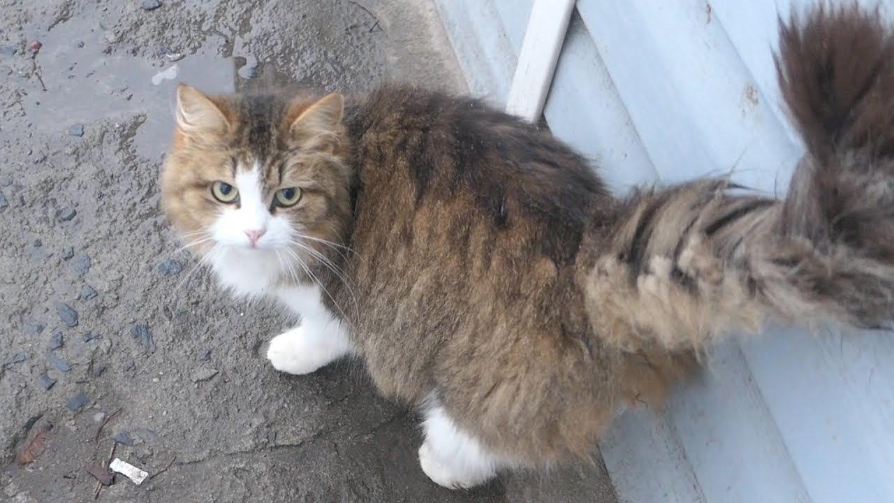 New fluffy cat on the street