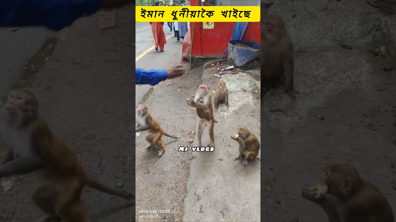 ইমানধুনীয়াকৈখাইছে#video#viral#monkey#wildlife#monkeyvoice#youtubeshorts#funny#funnyvideo#shorts