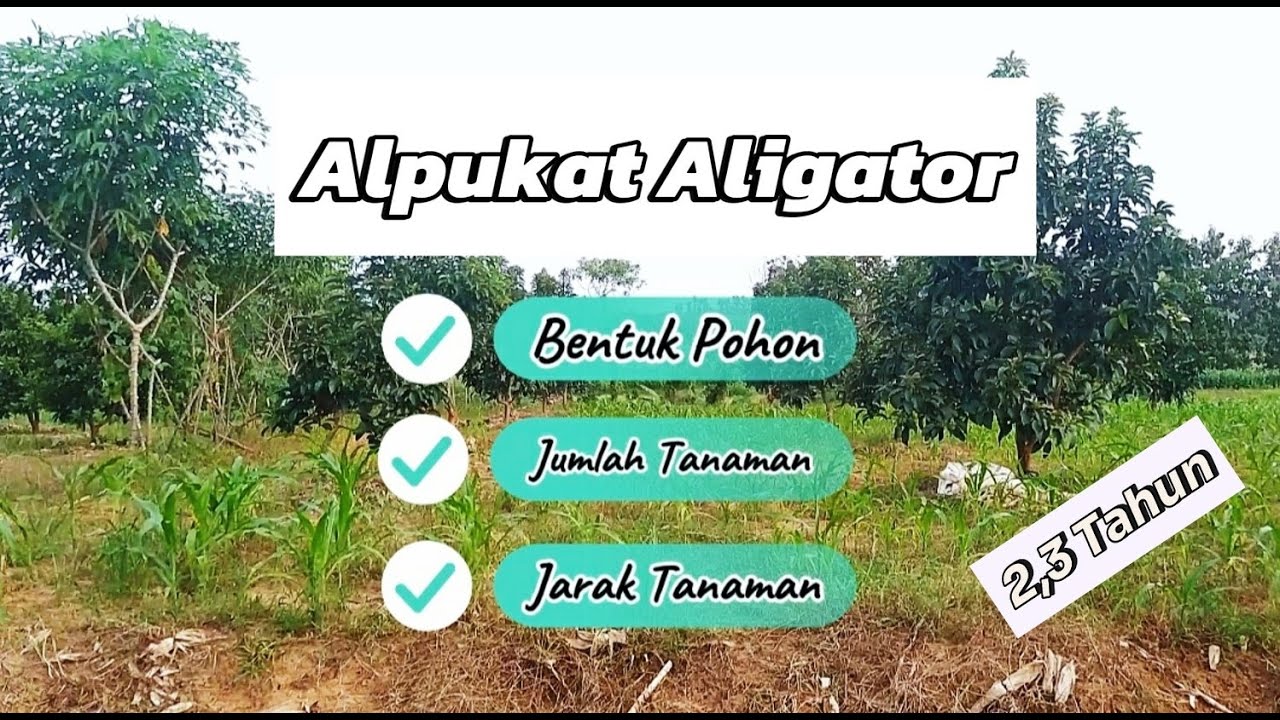Review Alpukat Aligator Usia 2,3 Tahun