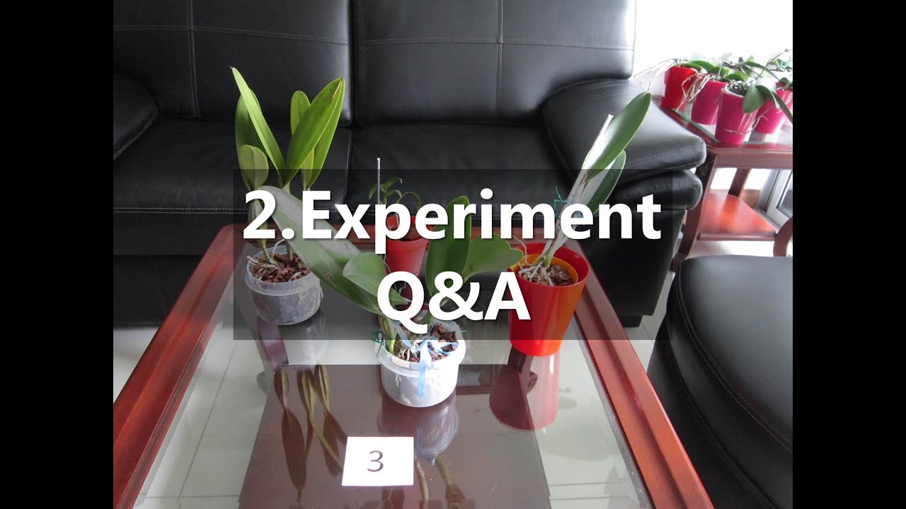 ORCHID EXPERIMENTS: 2. Viewers' Q&A - rescued divisions under semi-water culture