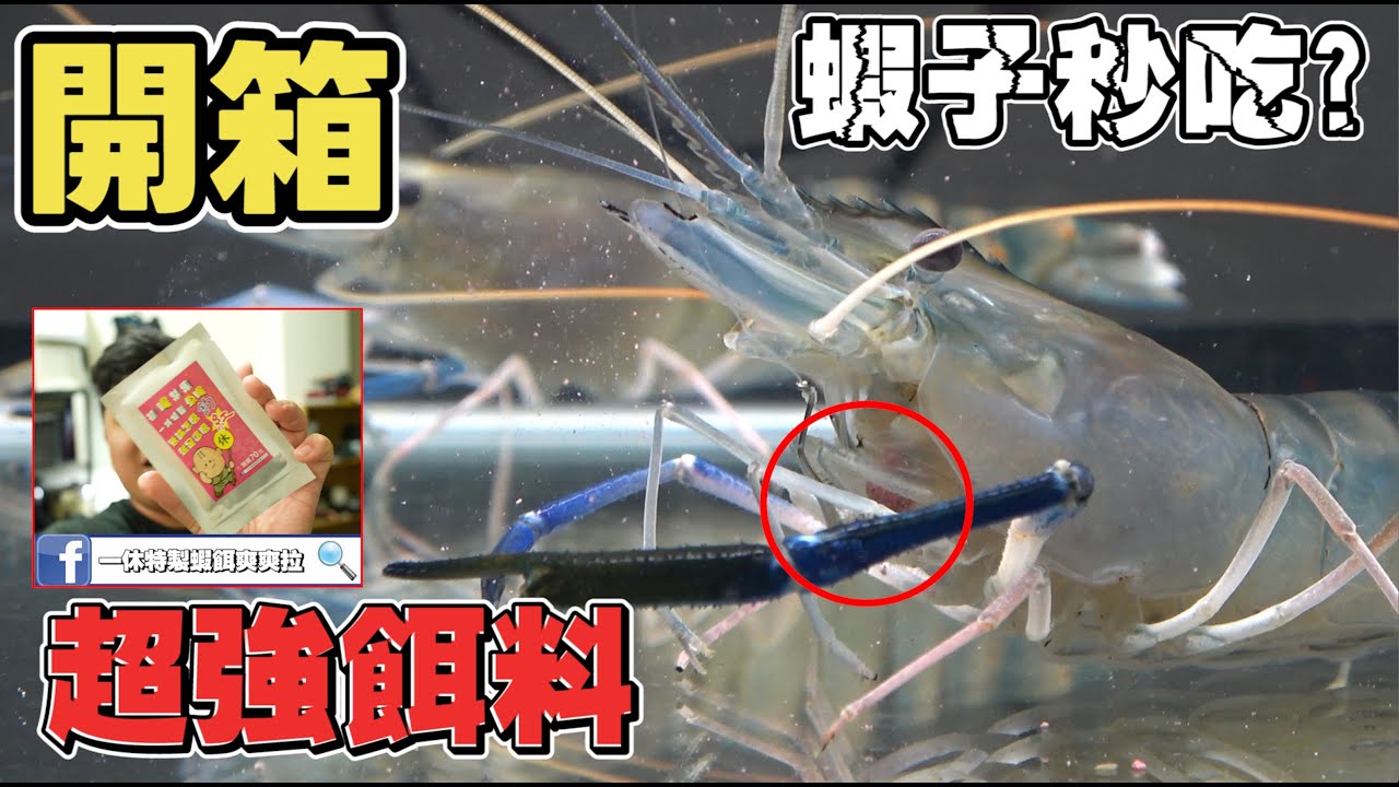 泰國蝦初腸禁果！開箱新的釣蝦餌料！在家給蝦子試吃竟然超愛吃！！帶去釣蝦場實戰直接雙鉤兩次！