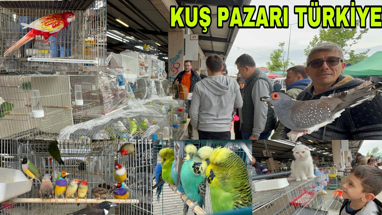 EGZOTİK HAYVAN PAZARI.  MUHABBET PAPAĞAN KANARYA BÜLBÜL