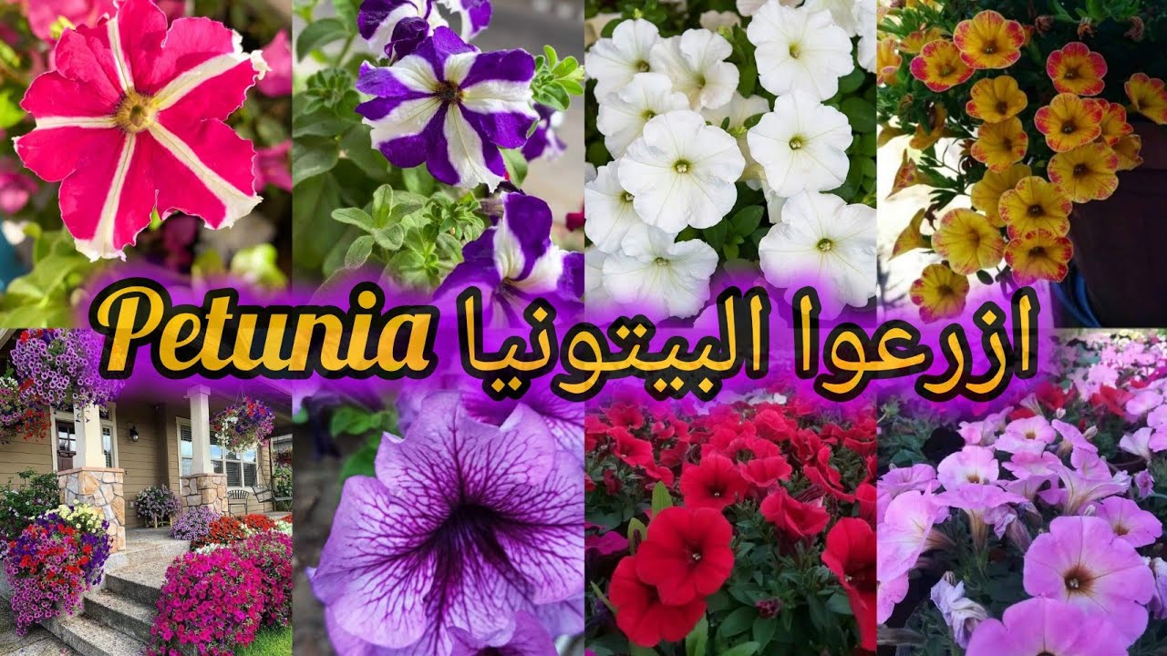 البيتونيا Petunia من اجمل الازهار الموسمية المتوفرة بالمشاتل تزهر  6 اشهر متواصله وبكثافة