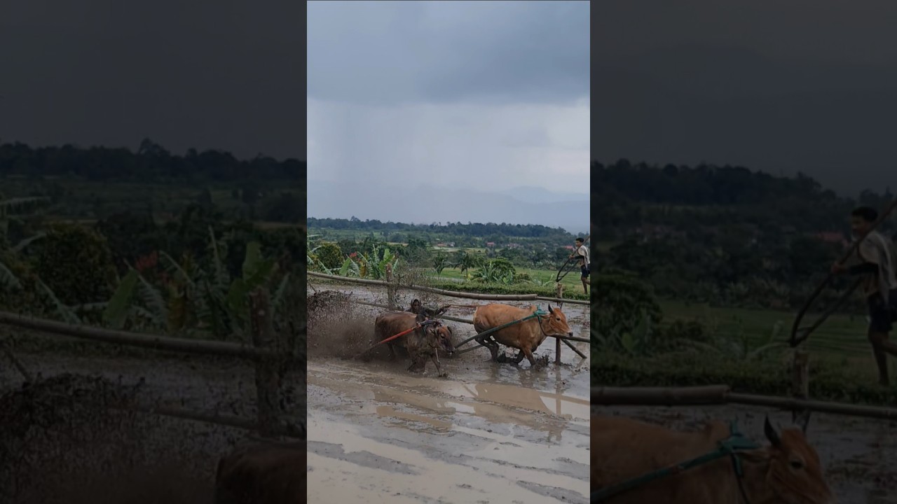 Pacu Jawi story‼️(bullrace)#shorts #minangkabau #traditional #sumatrabarat #wonderfulindonesia #sapi