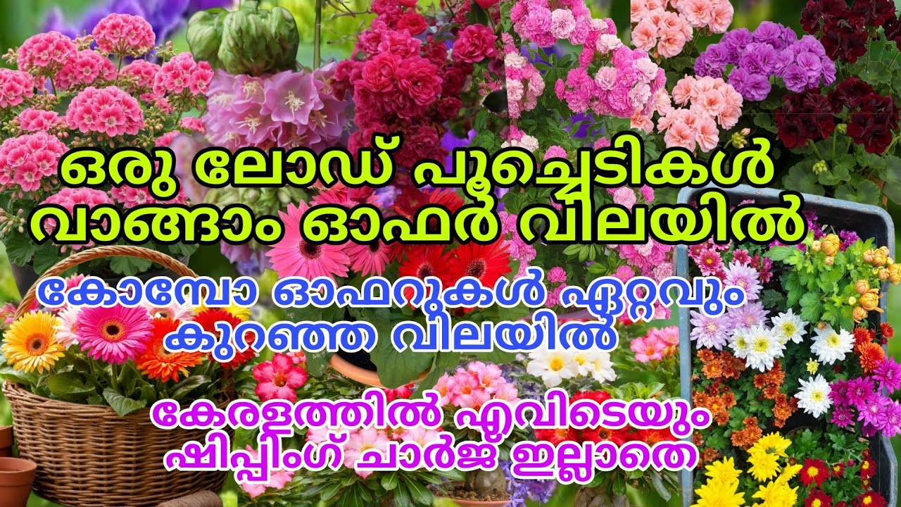 🌺🥰🔥 ഇഷ്ടമുള്ള ചെടികളെല്ലാം ഓഫർ വിലയിൽ വാങ്ങിയാലോ?#reels #shorts #viral #trending 