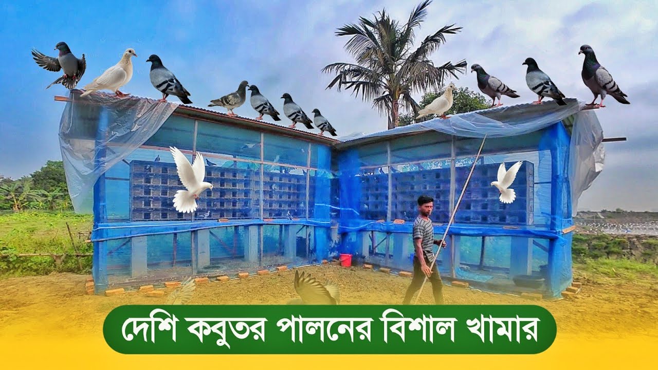 দেশি কবুতর পালনের বিশাল খামার | কবুতর পালন পদ্ধতি | Pigeon Farming