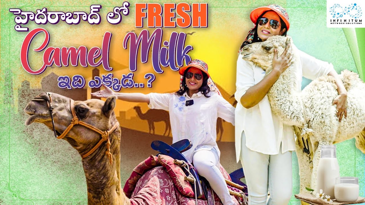 Hyderabad Lo Fresh Camel Milk || Bobby Lahari Official || Infinitum Media