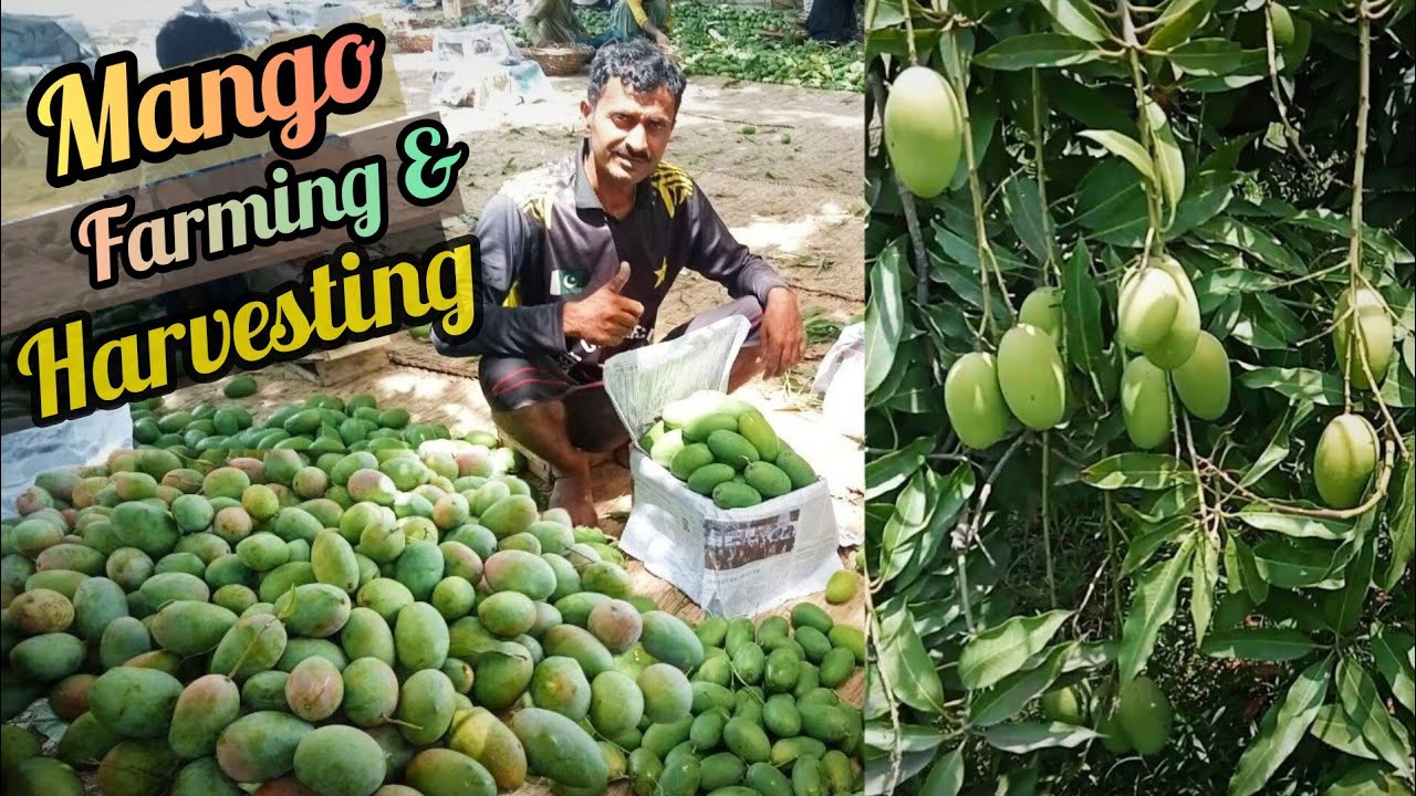 World No.1 Famous Pakistani Mango 🥭 Harvesting | Chaunsa Mangoes Harvesting | Mango Farming Punjab