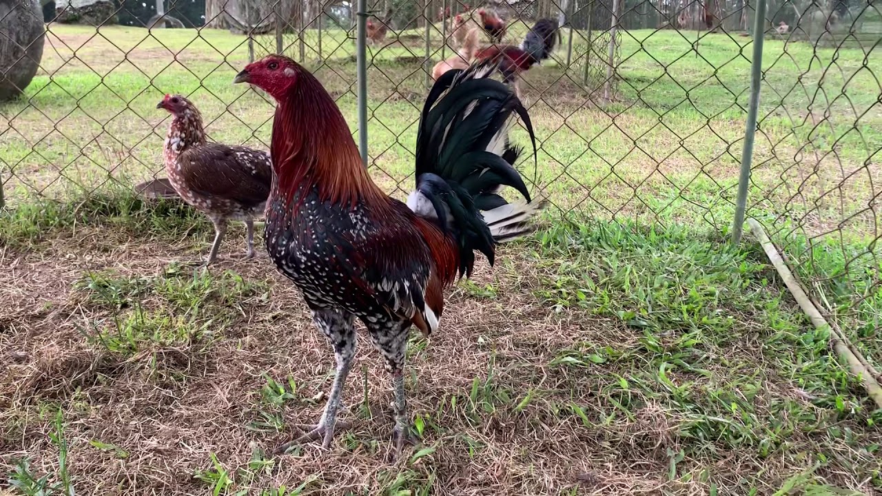 Spangled Mclean Hatch