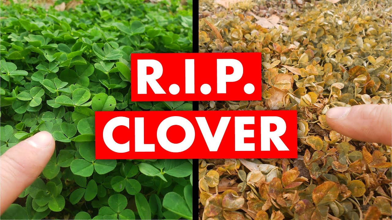 How to Kill Clover in the Lawn  (Easy Weed Control)