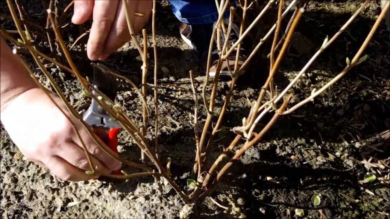 Hydrangea Annabelle snoeien in het voorjaar