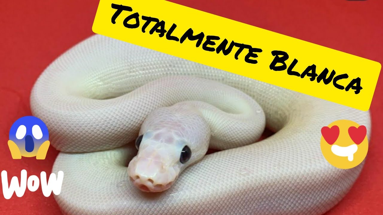 Unboxing de una serpiente BLANCA!  |  Cómo preparar un terrario para un nuevo ejemplar.