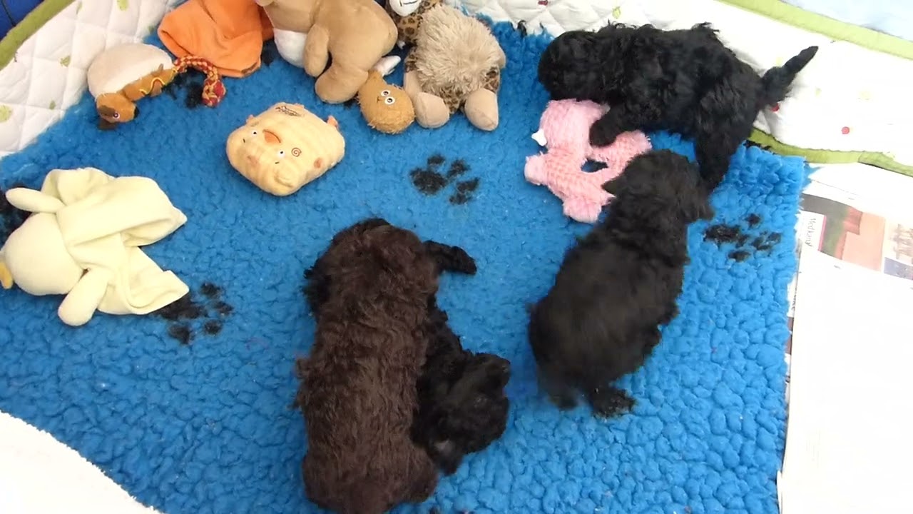 Svarta och en brun dvärg-toypudelvalpar som leker. Dwarf and toy poodle puppies are playing.