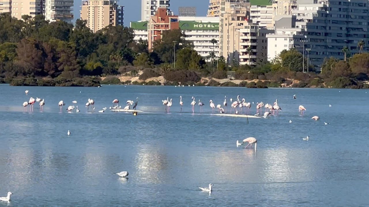 Multitud de flamencos en las Salinas de Calp