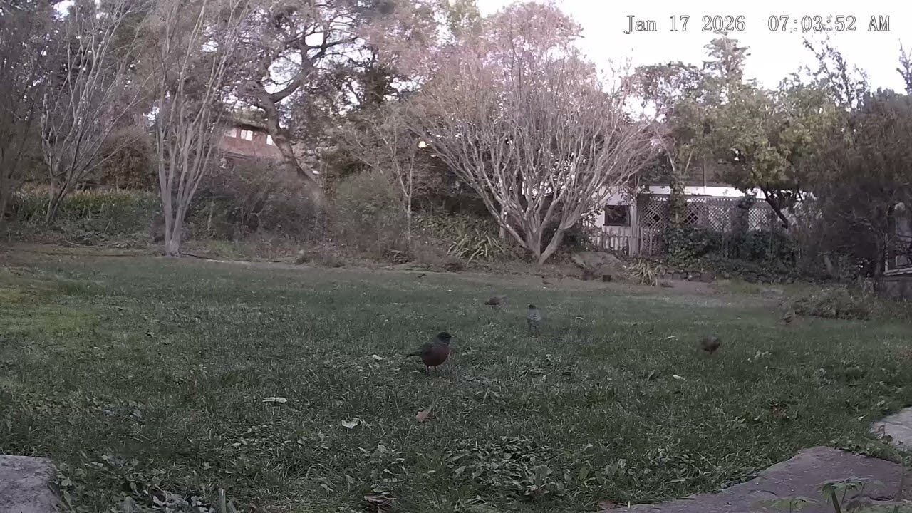 Early Bird