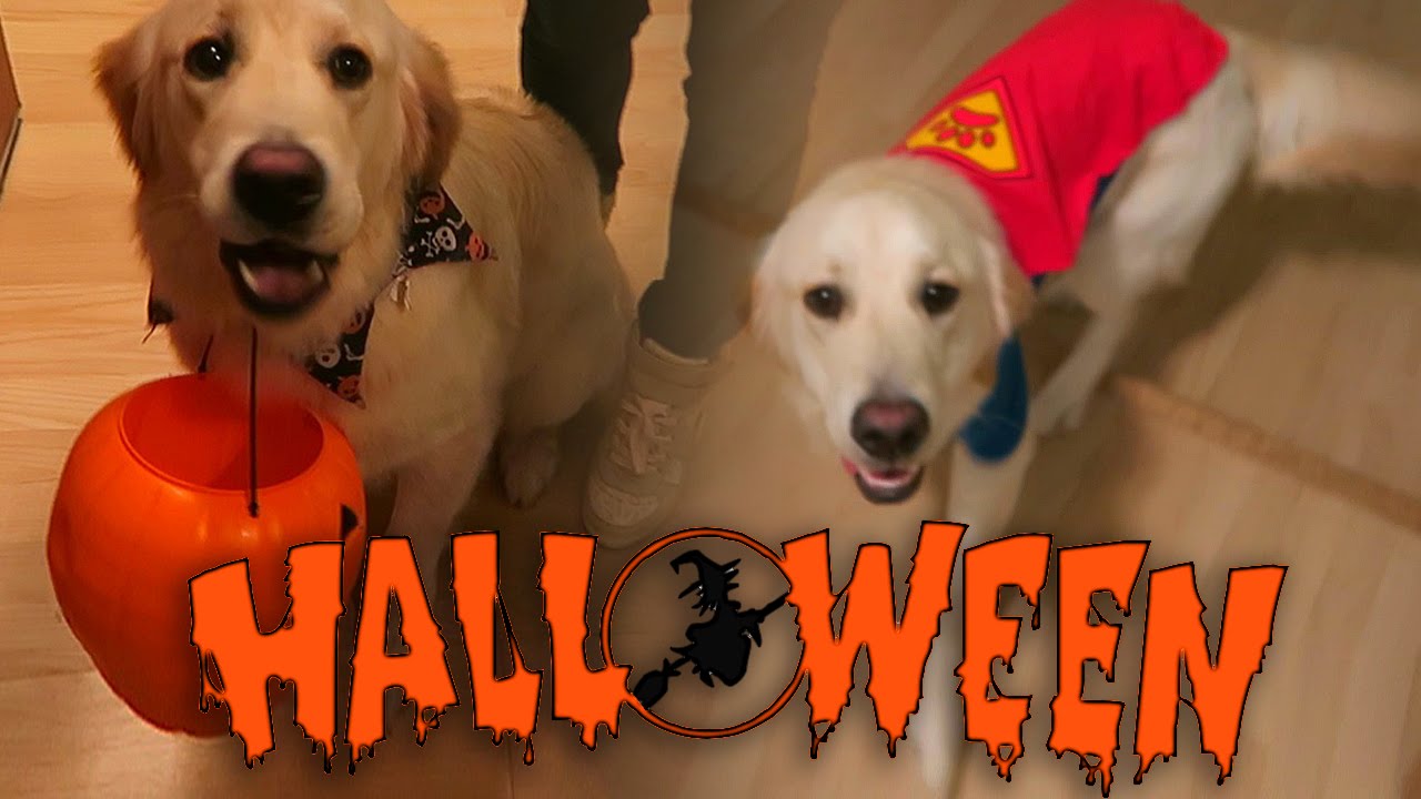 Super Cooper Sunday #35: Coop's First Halloween! (Golden Retriever Puppy)