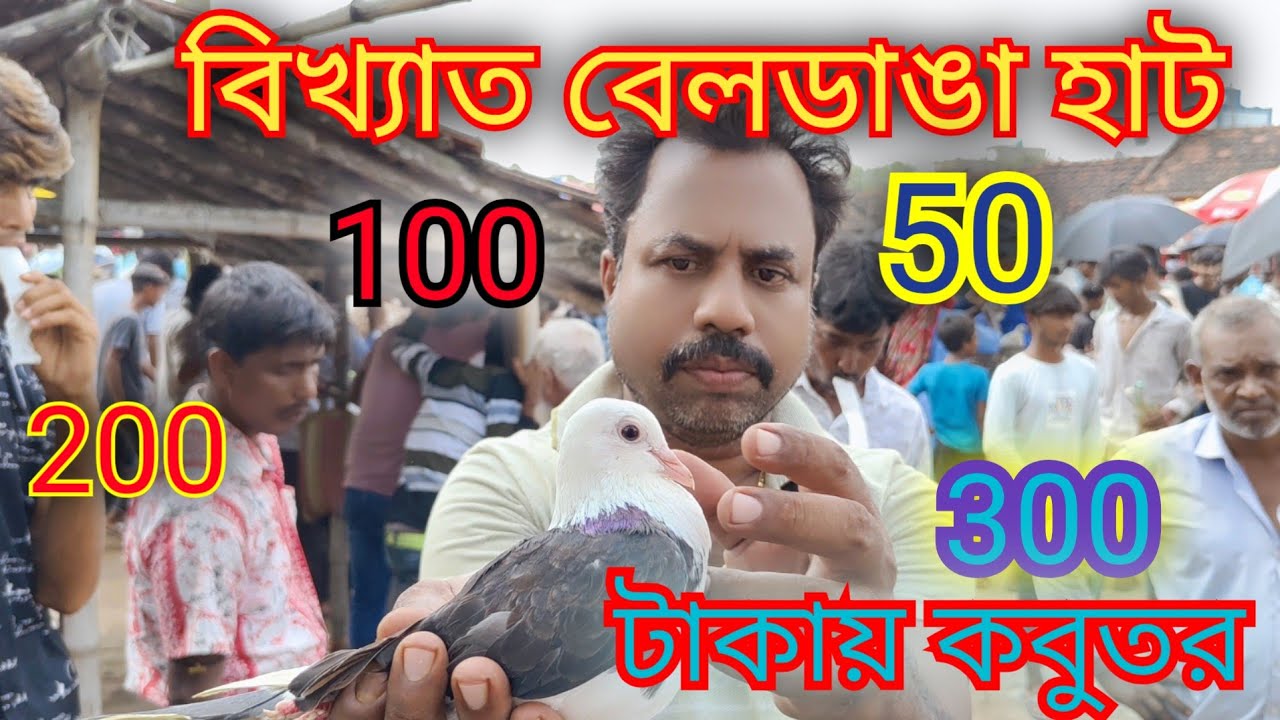 50  100  200  300 টাকায় কবুতর বিখ্যাত বেলডাঙ্গা হাট এ।best beldanga pigeon markat।