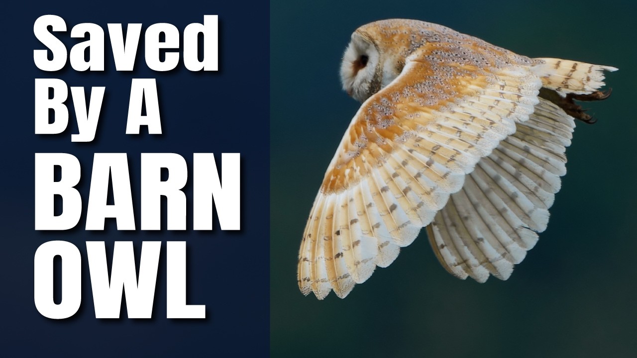 Barn Owl Saved the Day!